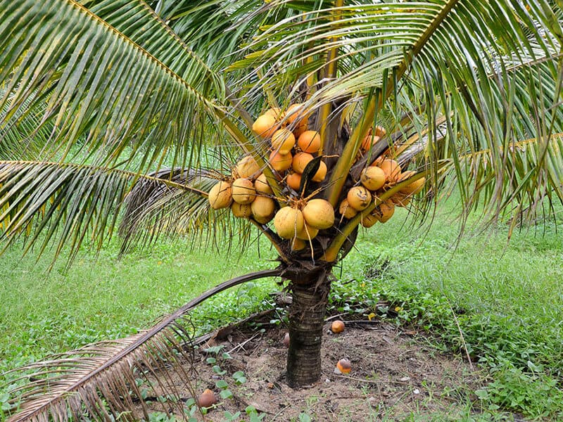 Dwarf Coconut Palms