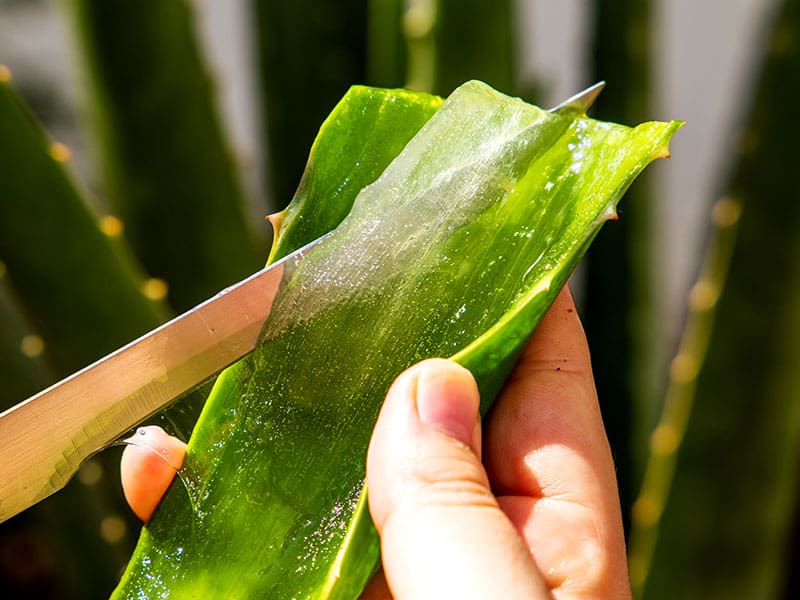 Extraction Of Clean Aloe Vera Gel