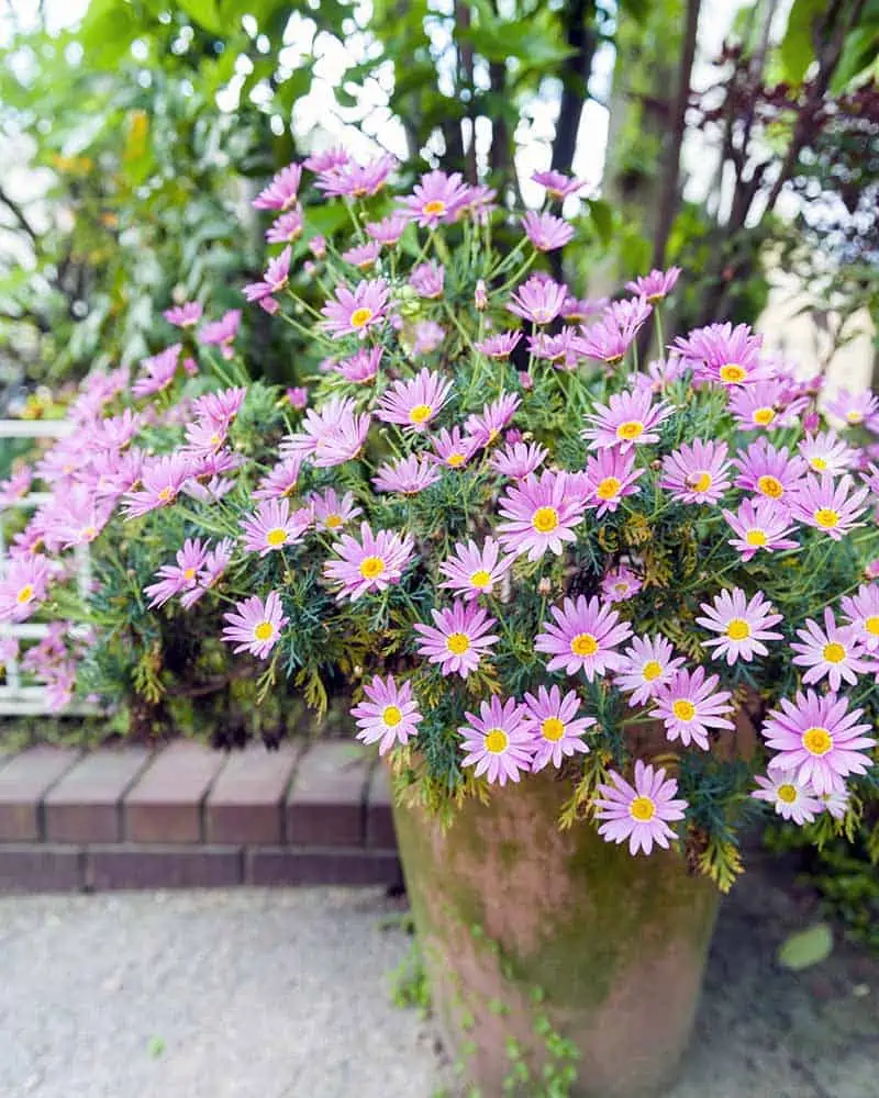 Flower Pot Aster Cordifolius