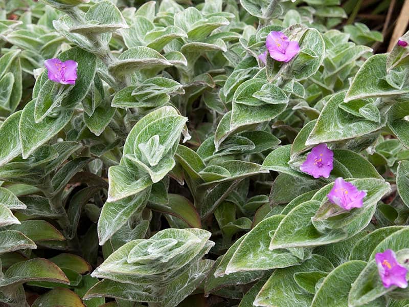 Flowering Tradescantia Sillamontana Plant