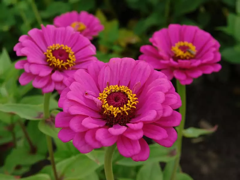 Flowers Zinnia