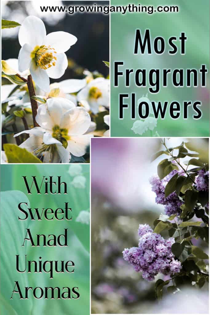 Fragrant Flowers