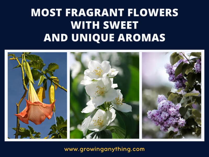 35 Most Fragrant Flowers With Sweet and Unique Aromas