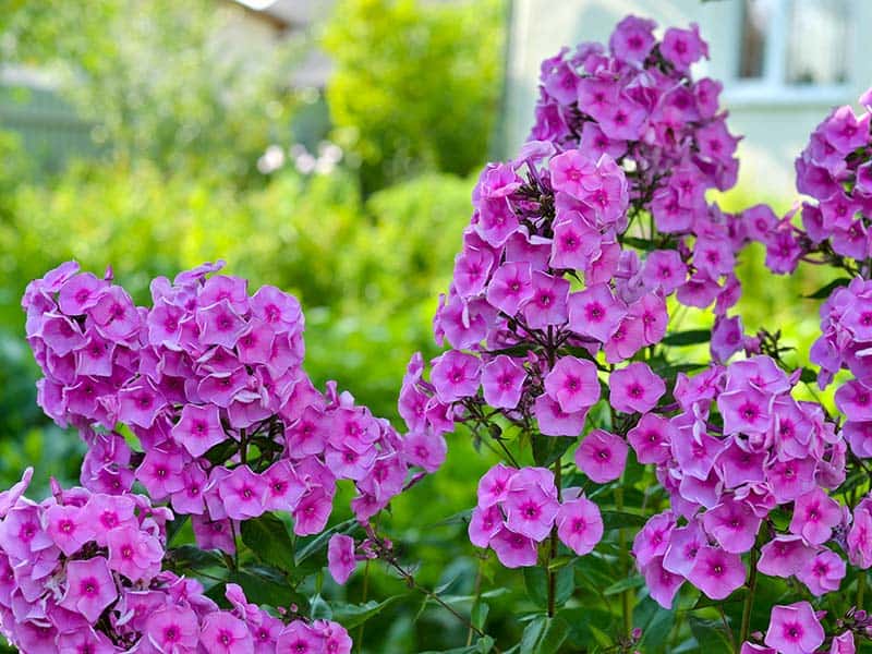 Garden Phlox