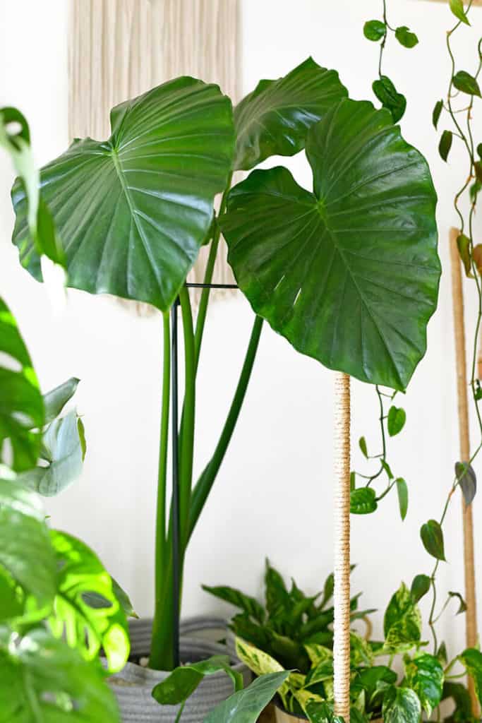 Giant Taro Alocasia