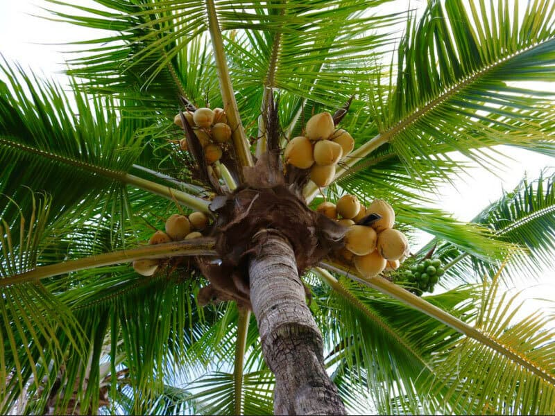 Golden Malayan Dwarf Coconut