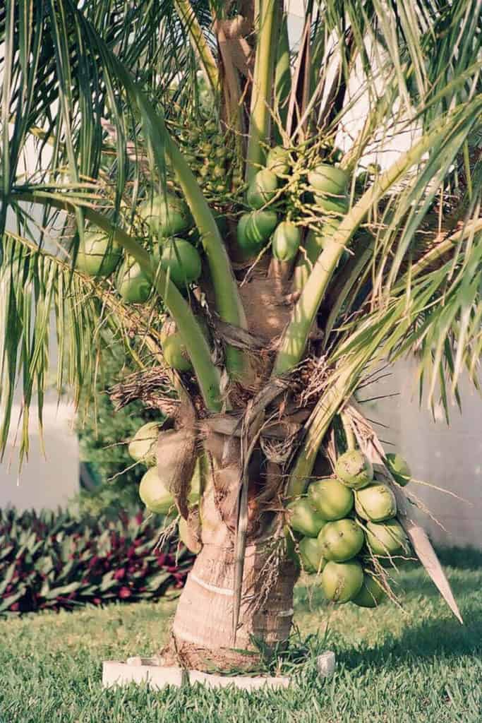 Green Dwarf Coconut