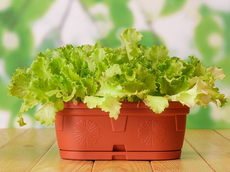 Green Plants Lettuce Pot