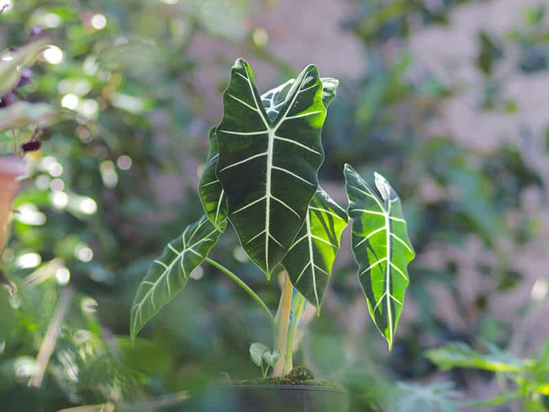 Green Velvet Alocasia