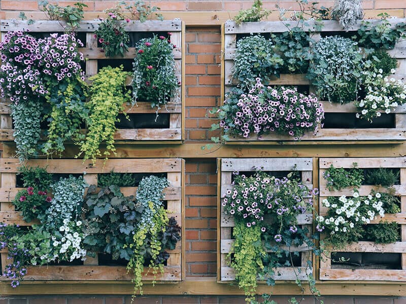 Green Wall Planting