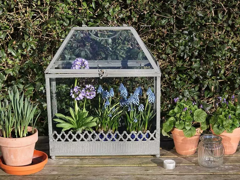 Greenhouse Garden