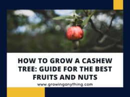 Grow Cashew Tree