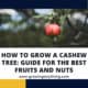 Grow Cashew Tree