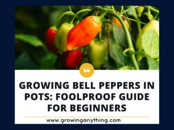 Growing Bell Peppers In Pots