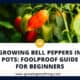 Growing Bell Peppers In Pots