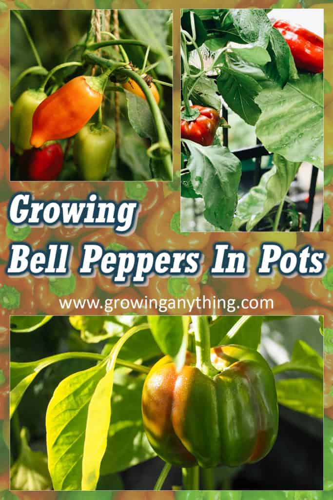 Growing Bell Peppers In Pots