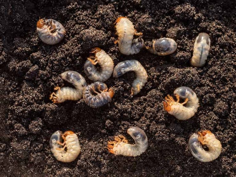 What Are Tiny White Worms In Soil and How To Remove Them?