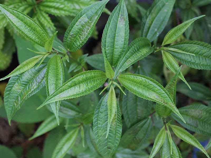 Himalayan Clearweed