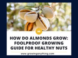 How Do Almonds Grow