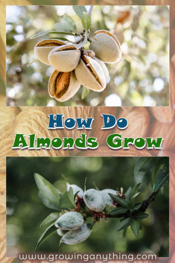 How Do Almonds Grow