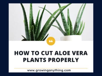 How To Cut Aloe Vera Plants