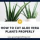 How To Cut Aloe Vera Plants