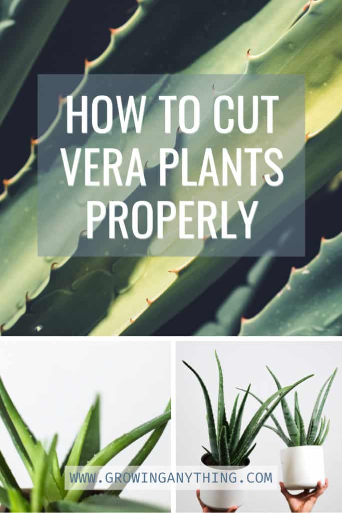 How To Cut Aloe Vera Plants