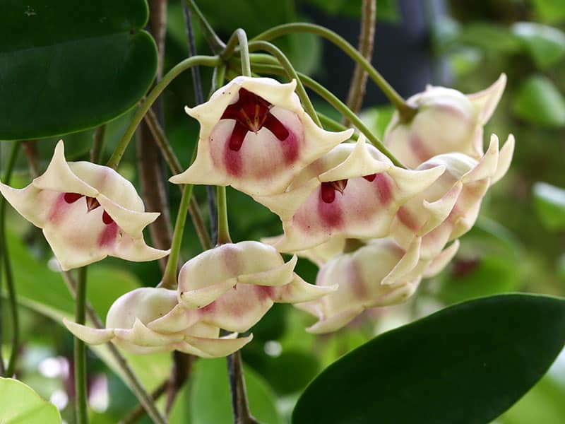 Hoya Archboldiana