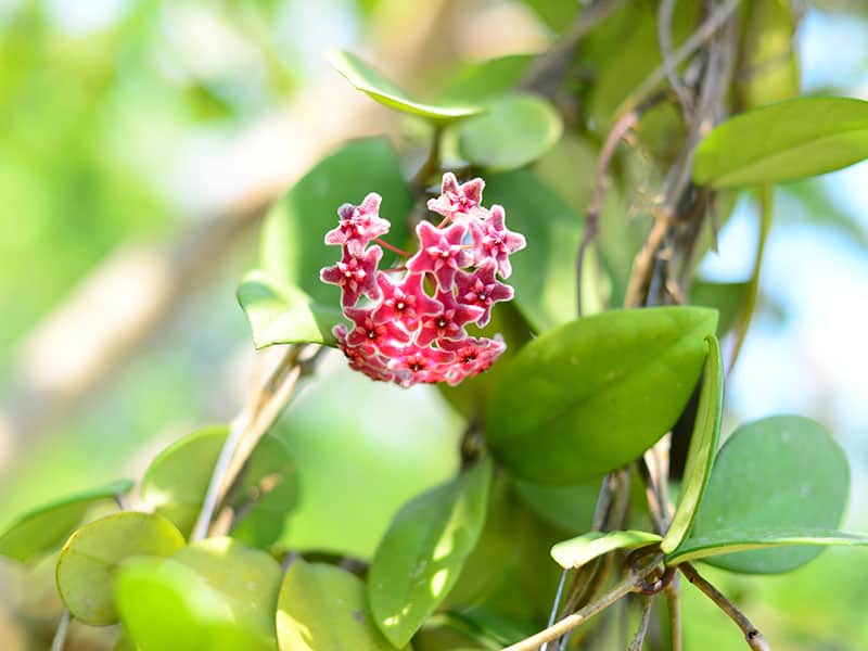 Hoya Carnosa Diversifolia