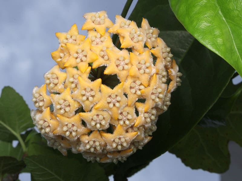 Hoya Chewriorum Fraterna