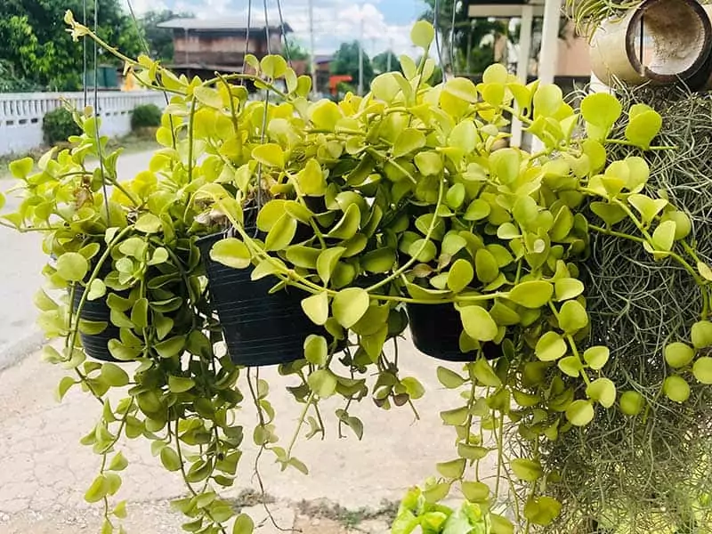 Hoya Cumingiana