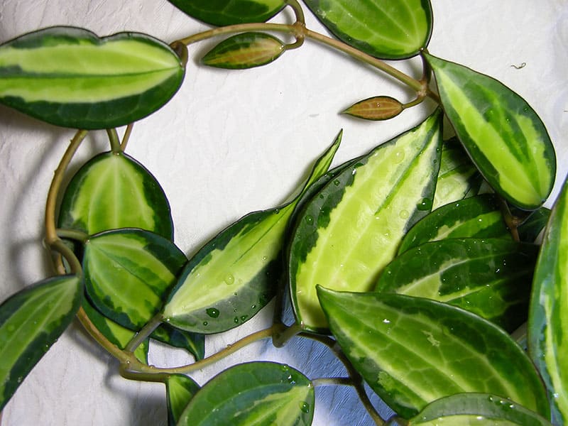 Hoya Macrophylla