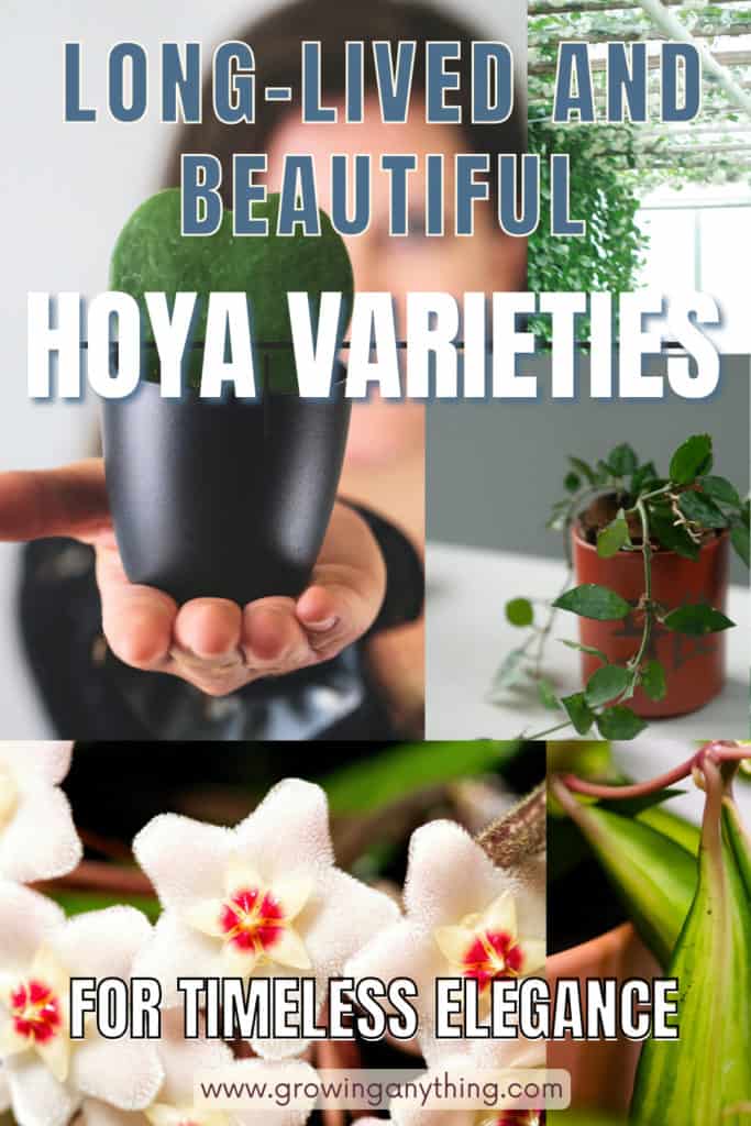 Hoya Varieties