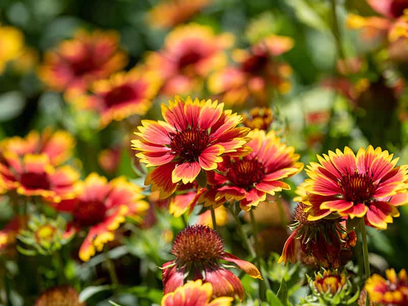 Indian Blanket