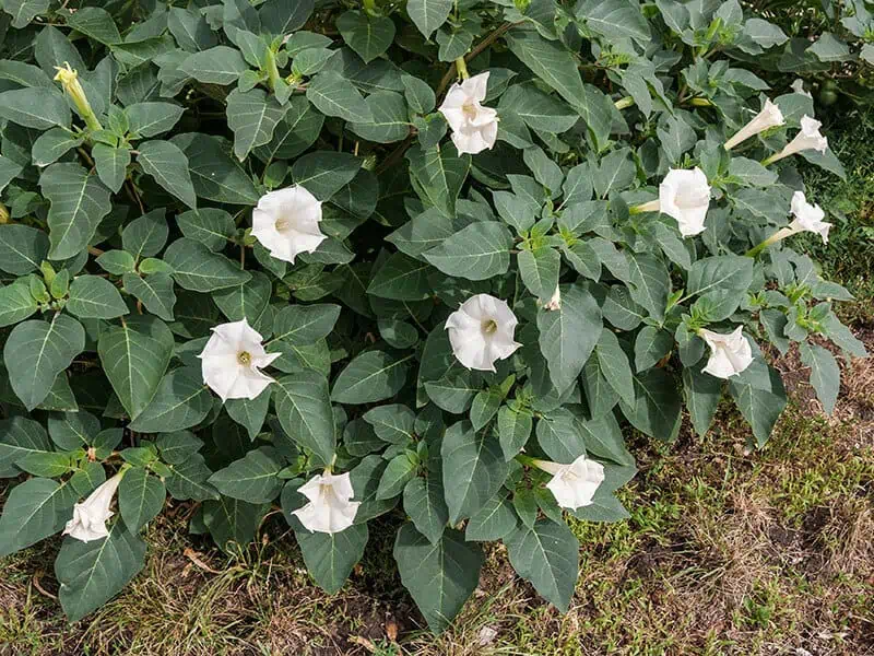 Jimson Weed