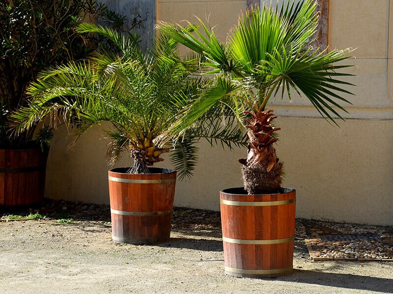 Kentia Palm