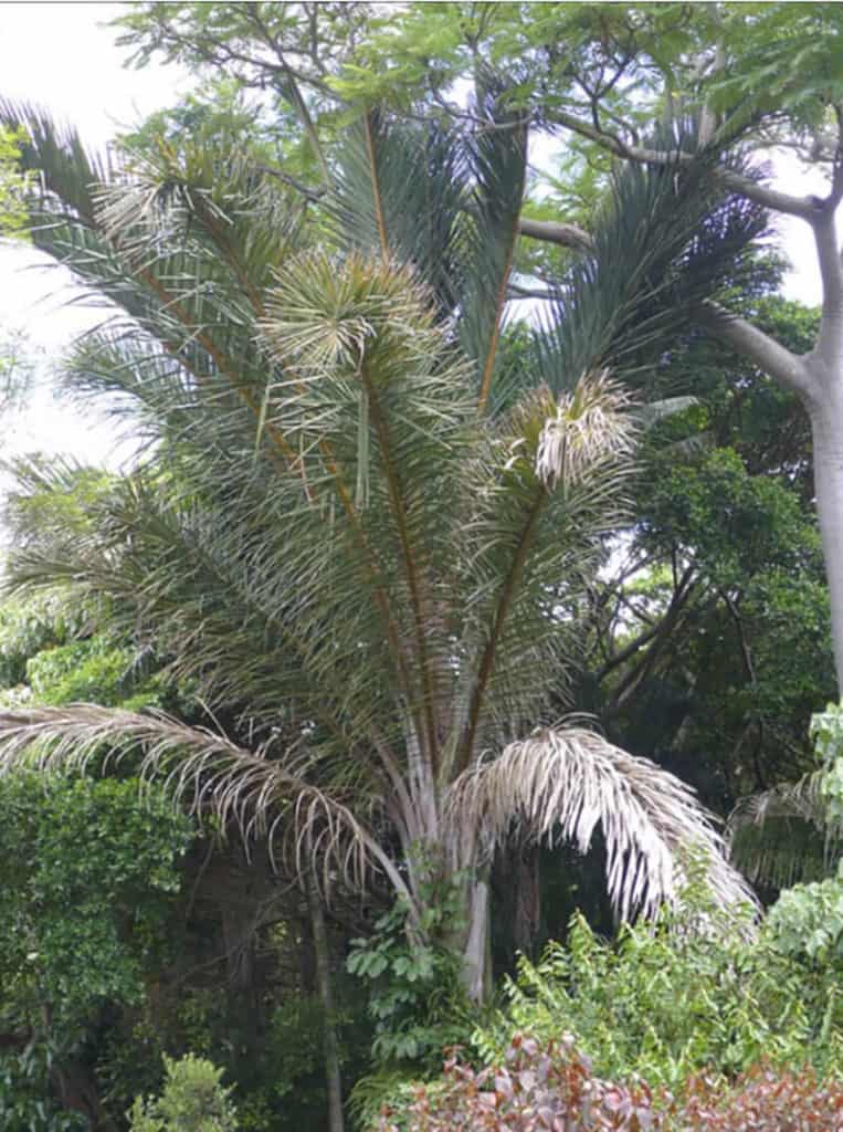 Kosi Palm