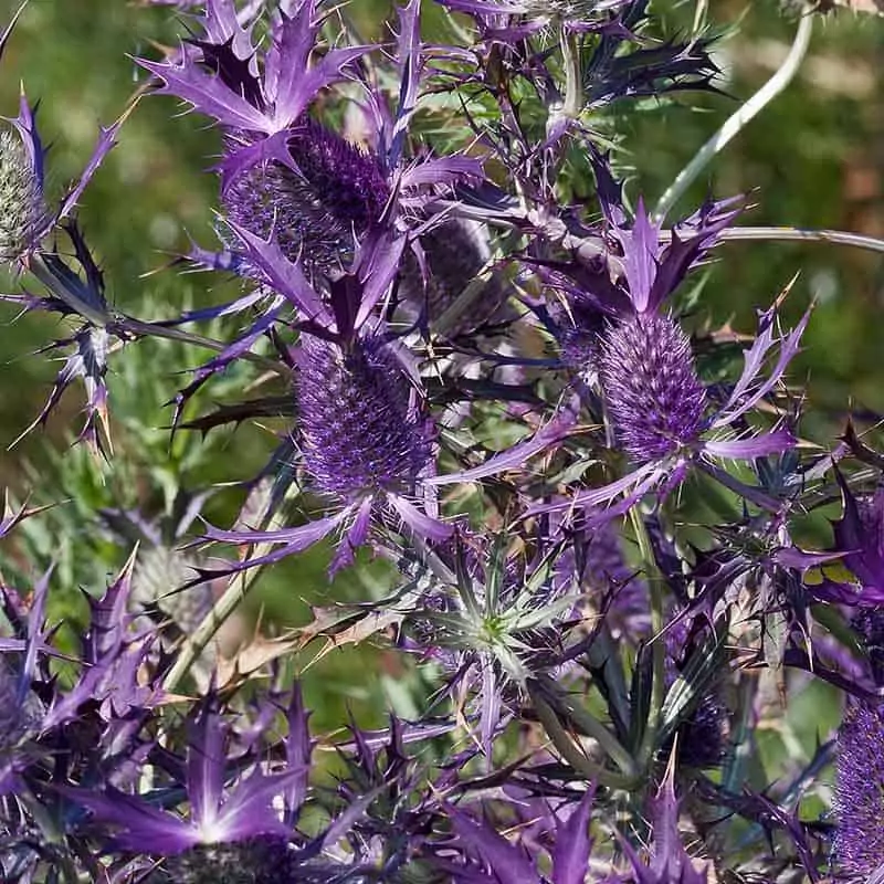 Leavenworths Eryngo Eryngium