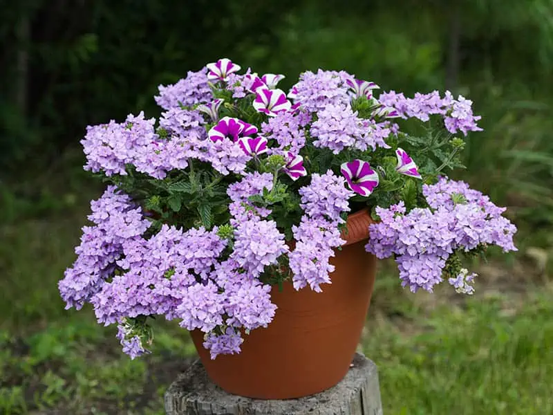 Lilac Shrubs