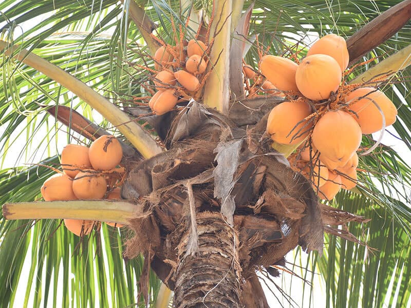 Malayan Yellow Coconut Trees