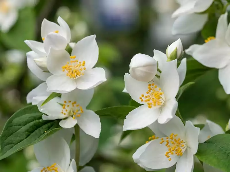 Mock Orange