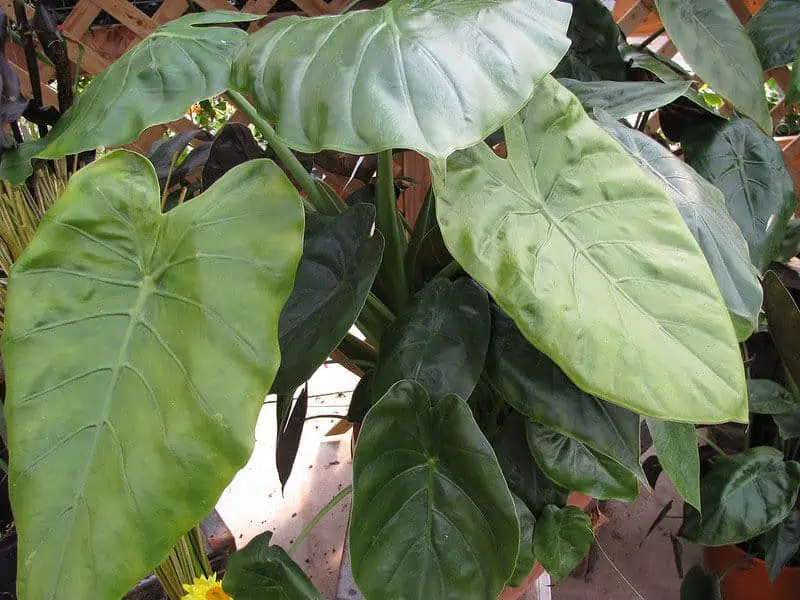 New Guinea Shield Alocasia