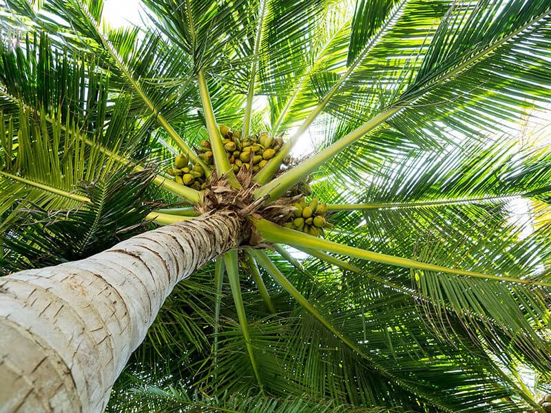 Palm Full Coconuts