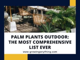 Palm Plants Outdoor