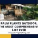 Palm Plants Outdoor