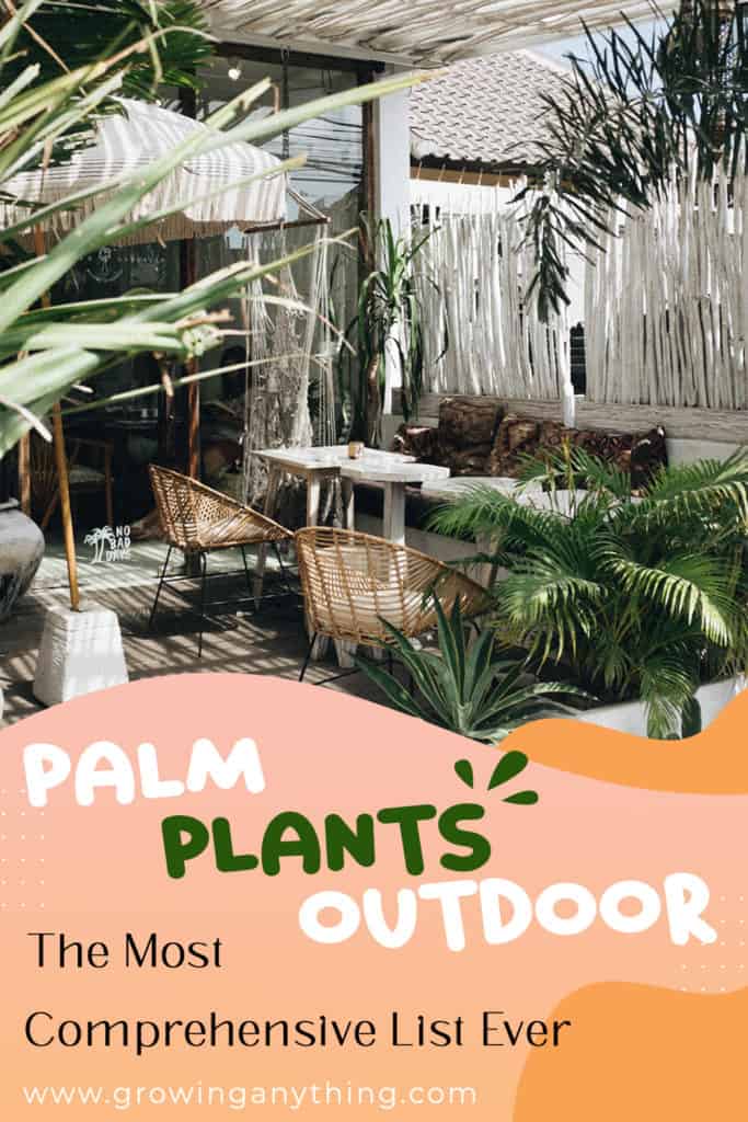 Palm Plants Outdoor