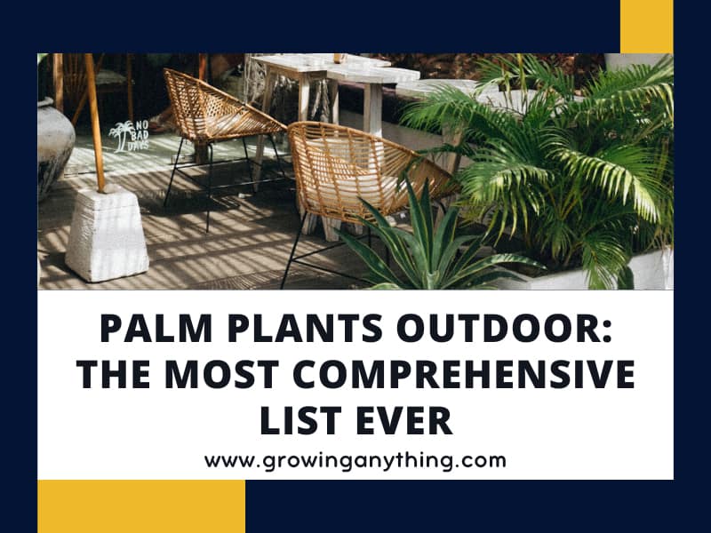 81 Palm Plants Outdoor The Most Comprehensive List Ever