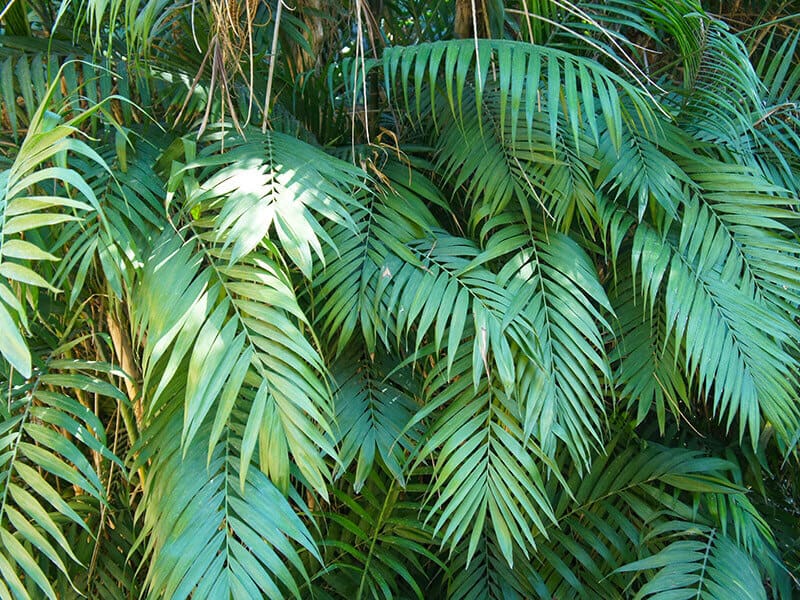 Parlor Palm