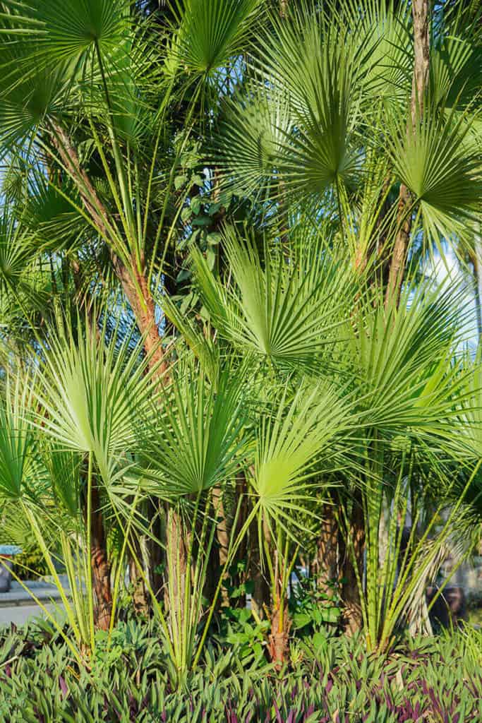 Paurotis Palm