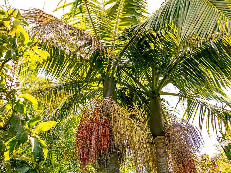 Piccabeen Palm